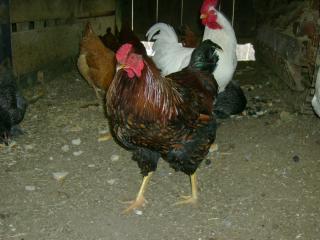 18105_chicks_12-08_021.jpg