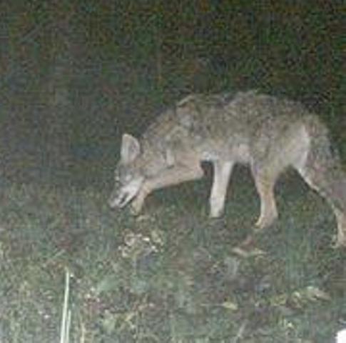18105_coyote.jpg