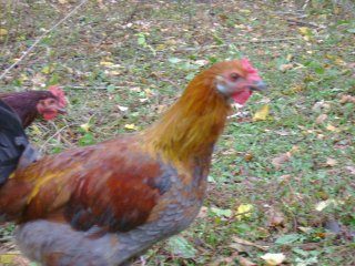 18105_roosters_007.jpg