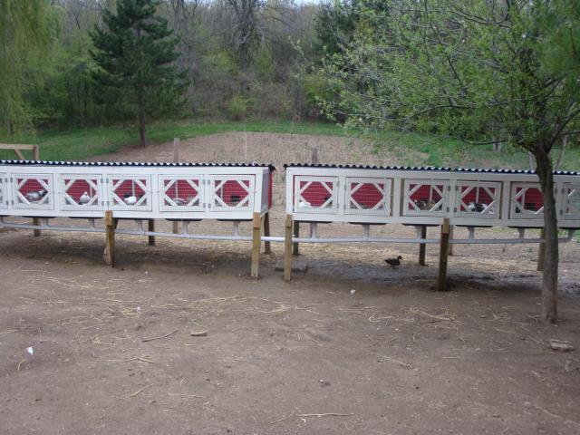 18120_2_duck_breeding_pen_007.jpg