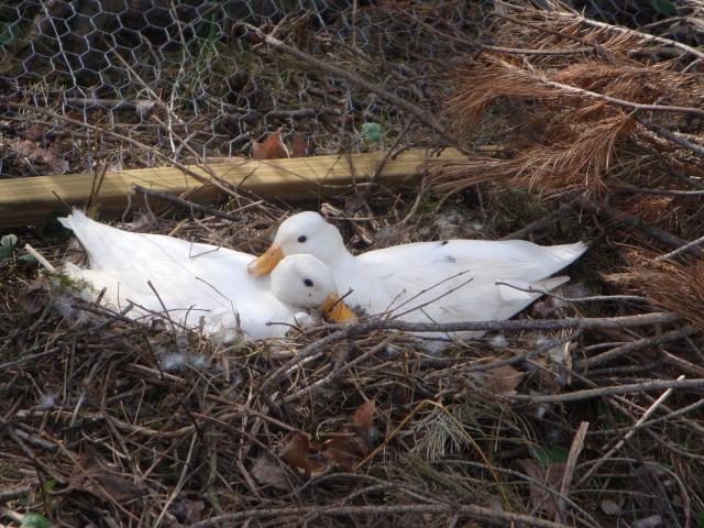 18120_birds_call_duck_hens_sitting_057.jpg