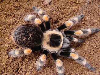 18120_brachypelma_smithi.png