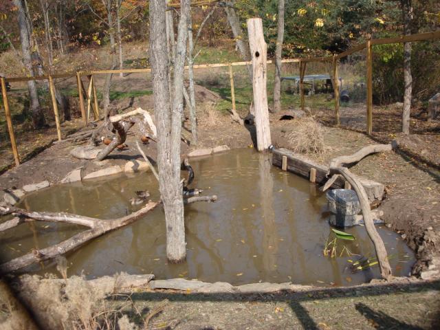 18120_call_ducks-duckpen.jpg
