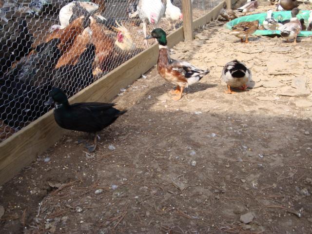 18120_call_ducks-duckpen_28.jpg