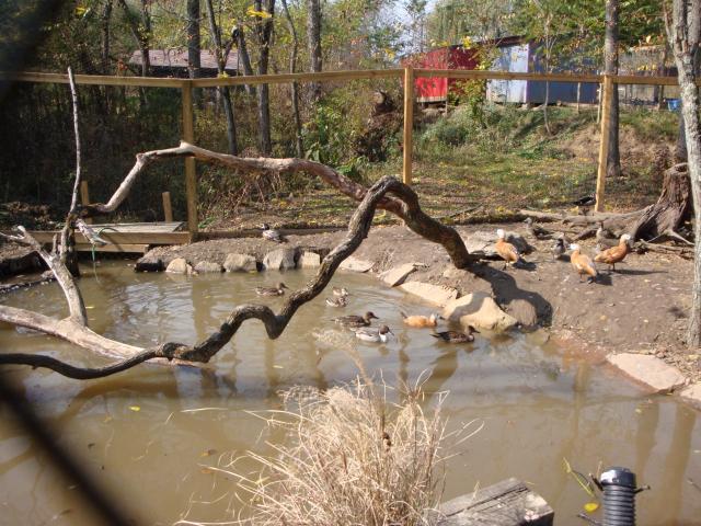18120_call_ducks-duckpen_4.jpg