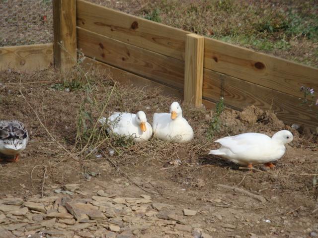 18120_call_ducks-duckpen_53.jpg