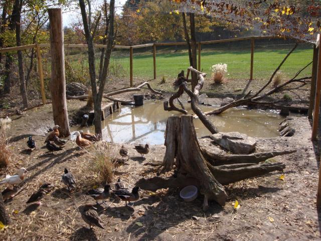 18120_call_ducks-duckpen_9.jpg
