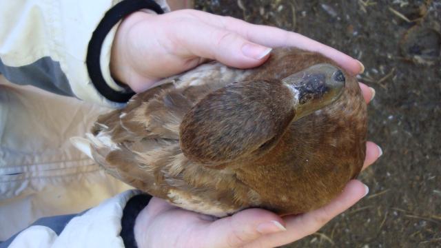 18120_call_ducks_-_choc_blue_fawn_017.jpg