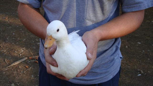 18120_call_ducks_-_choc_blue_fawn_027.jpg