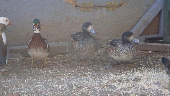 18120_chiloe_wigeon.jpg