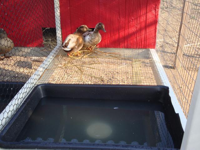 18120_duck_breeding_pen_112.jpg