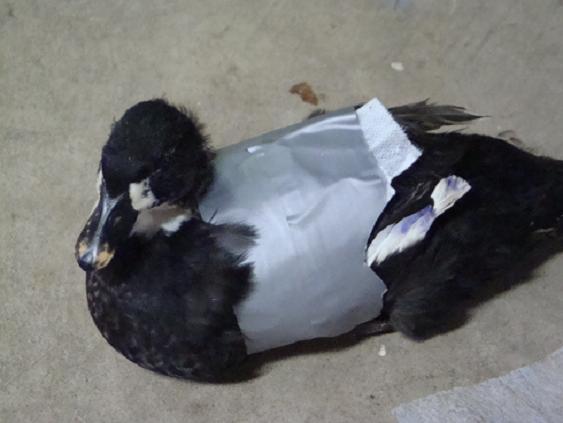 18120_duck_tape_007.jpg