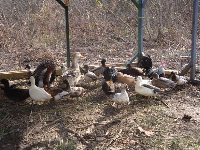 18120_new_ducks_005.jpg