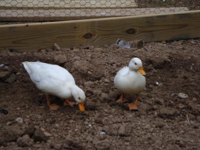 18120_peachicks_and_ducks_and_coop_009.jpg