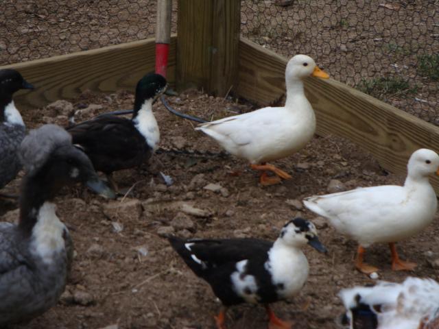 18120_peachicks_and_ducks_and_coop_023.jpg