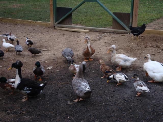 18120_peachicks_and_ducks_and_coop_029.jpg