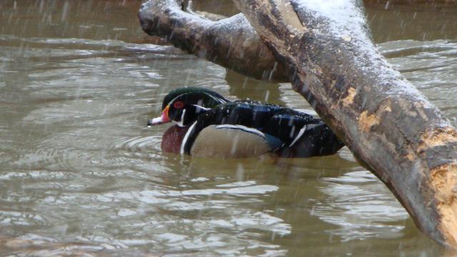 18120_wild_ducks_6-mar_008.jpg