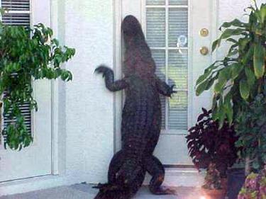 18126_alligator-at-door.jpg