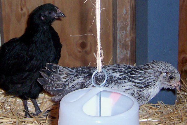 18134_100_2268.jpg