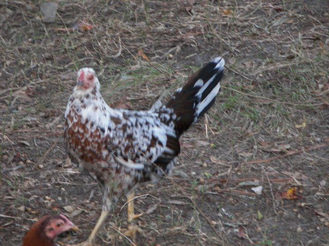 18142_chicken_ridge_003.jpg