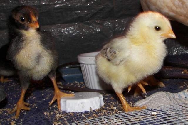 18142_chicks1-23-09_012.jpg