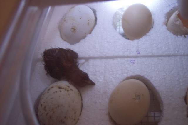 18165_chicks_008.jpg