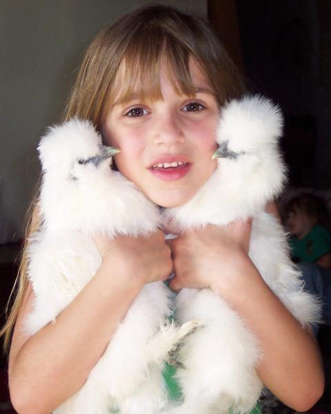18165_silkies2.jpg