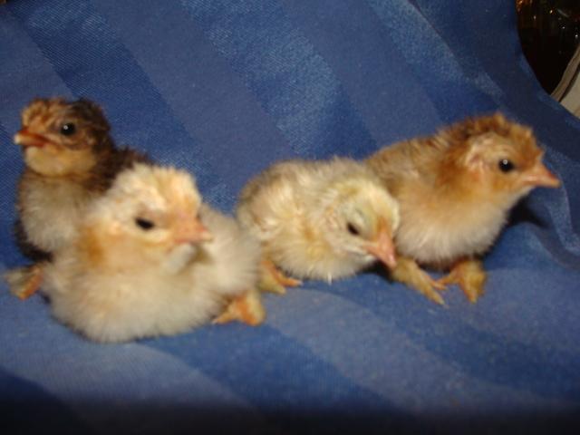 18168_family_pictures_470.jpg