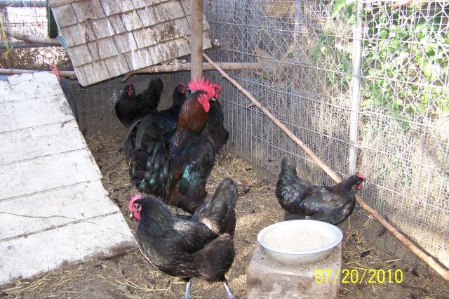 18169_black_copper_marans.jpg