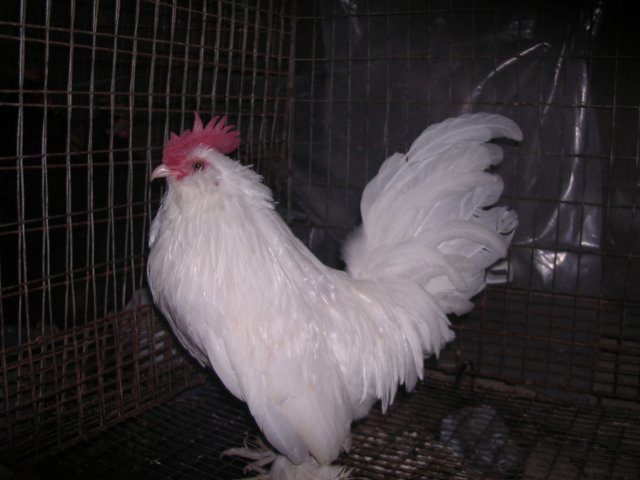 18207_flush_and_farm_022.jpg