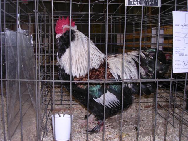 18207_goats_and_poultry_show_kentuckiana_004.jpg