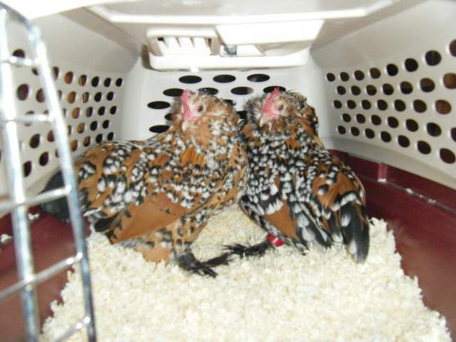 18233_2009_0222showchickens0007.jpg