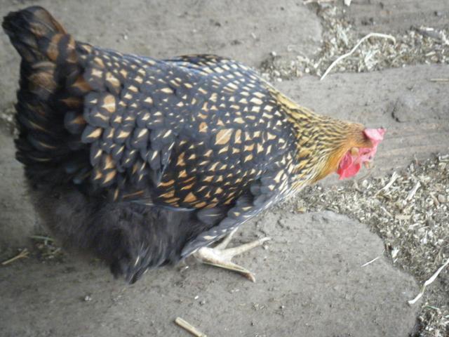 18233_2009_0415chicks0285.jpg