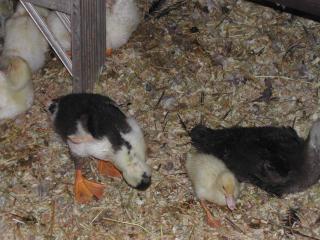 18260_dscn3942.jpg