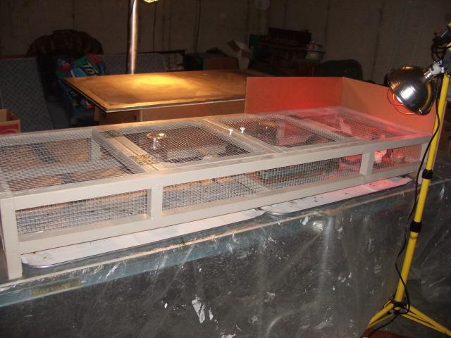 18266_quail_brooder.jpg