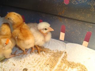 18275_chicks_002.jpg