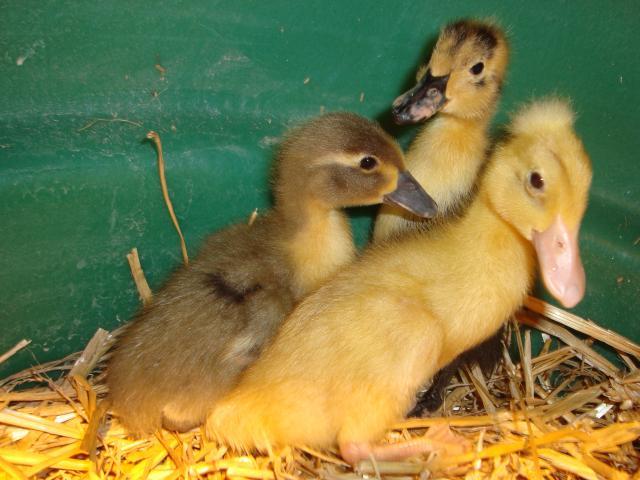 18275_chicks_006.jpg