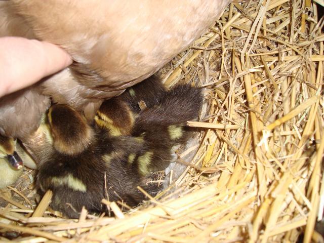 18275_evies_babies_001.jpg