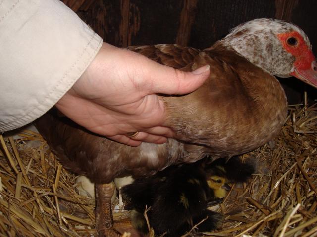 18275_evies_babies_005.jpg