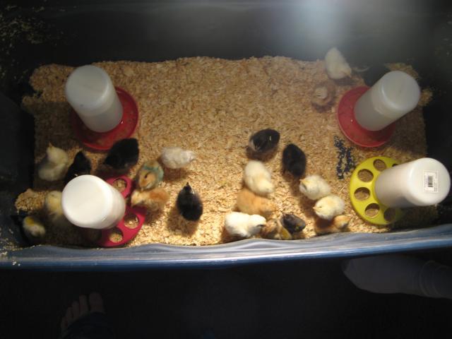 1827_hatched_chicks_march_2010_002.jpg