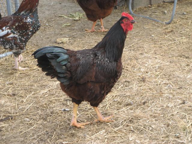1827_mohawk_hen_and_rooster_1-23-2011_002.jpg