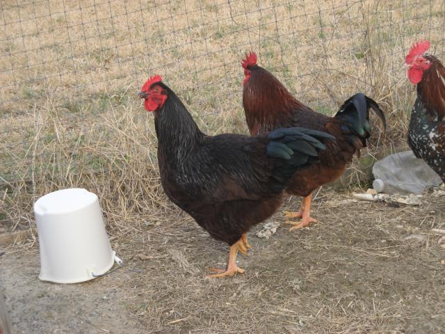 1827_mohawk_hen_and_rooster_1-23-2011_008.jpg