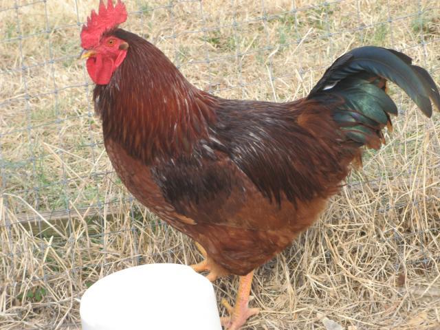 1827_mohawk_hen_and_rooster_1-23-2011_011.jpg