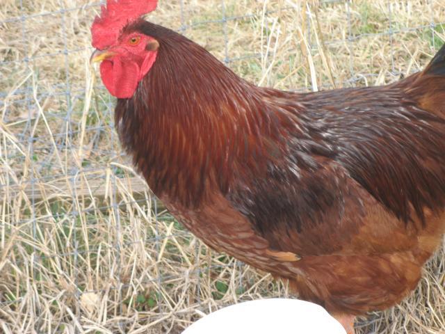 1827_mohawk_hen_and_rooster_1-23-2011_015.jpg