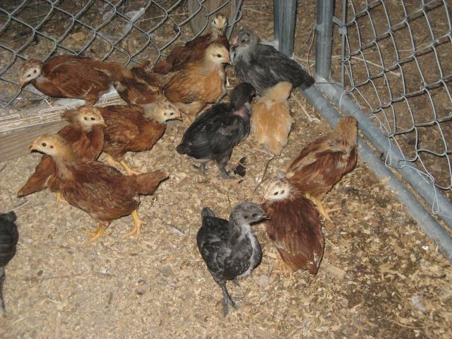 1827_rir_chicks_001.jpg