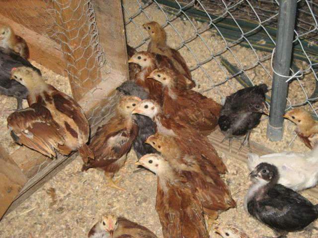 1827_rir_chicks_002.jpg