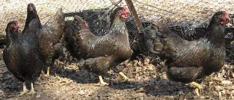 18281_barnevelder-hens-496.jpg