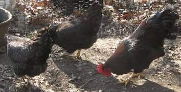 18281_grandson-feeding-barnevelders-496.jpg