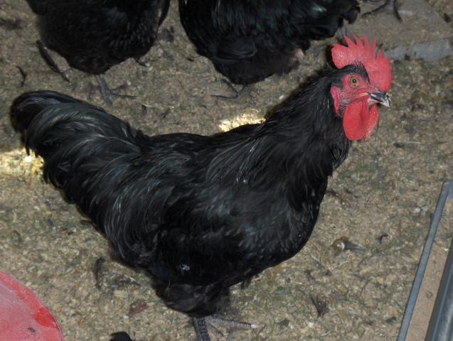 182_chickens_004.jpg