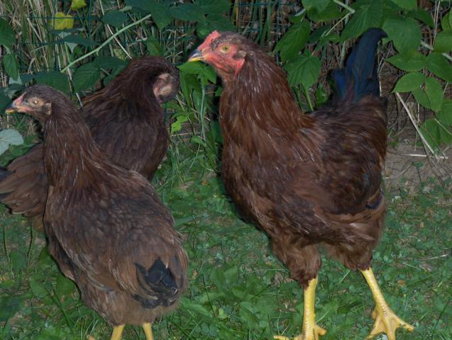 182_chickens_015.jpg